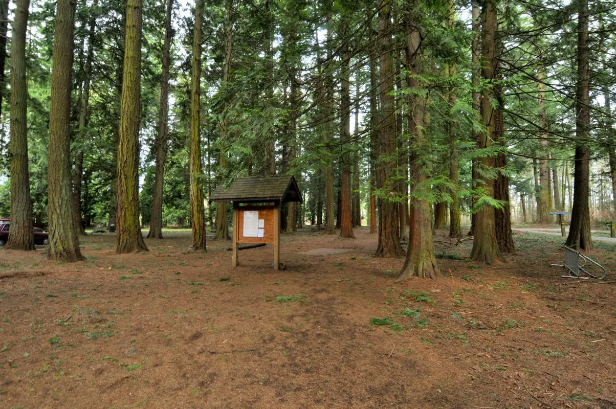 A forest with no ground plants
