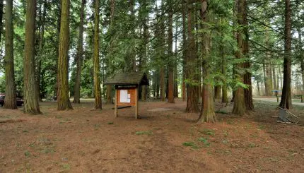 A forest with no ground plants