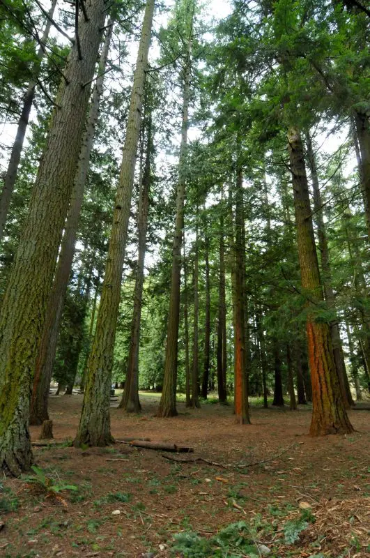 Woods with few ground plants