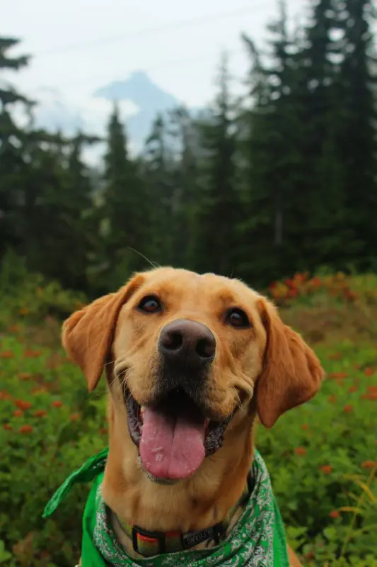 A yellow lab smiles in the woods