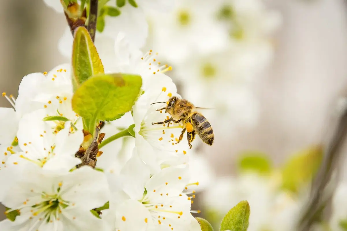 Bee on cherry blossoms