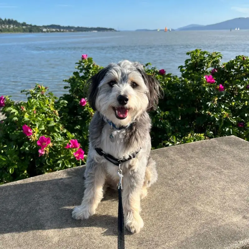A happy dog with the ocean in the background