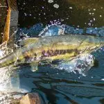 a chum salmon