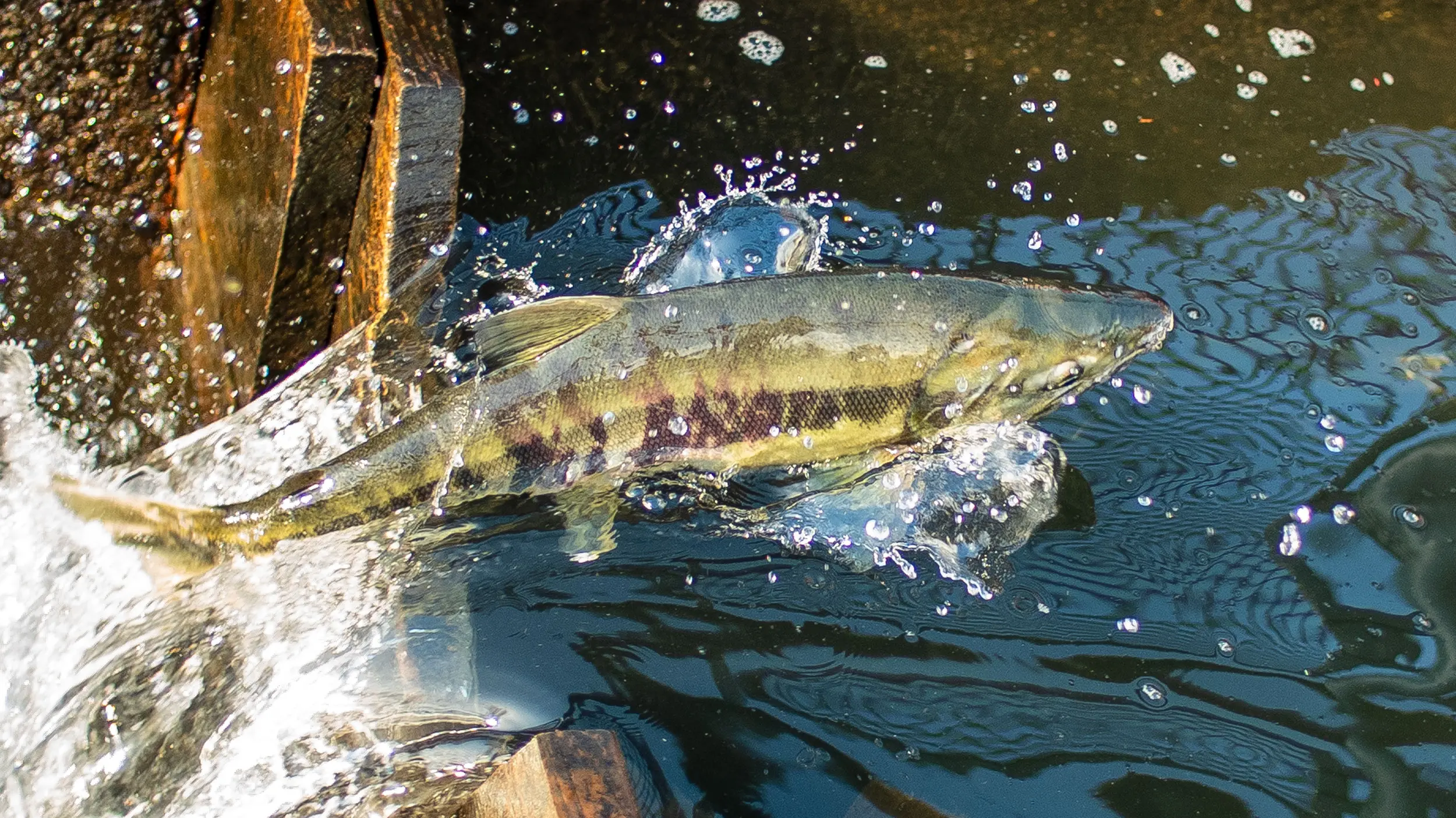 a chum salmon