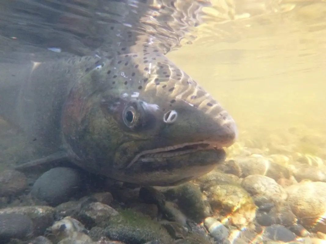 Coho salmon underwater