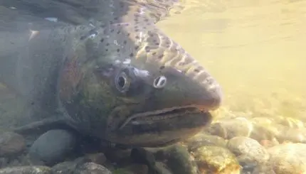 Coho salmon underwater