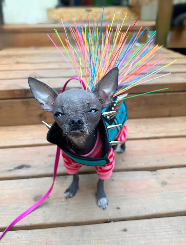 A small dog in a spiky hawk vest