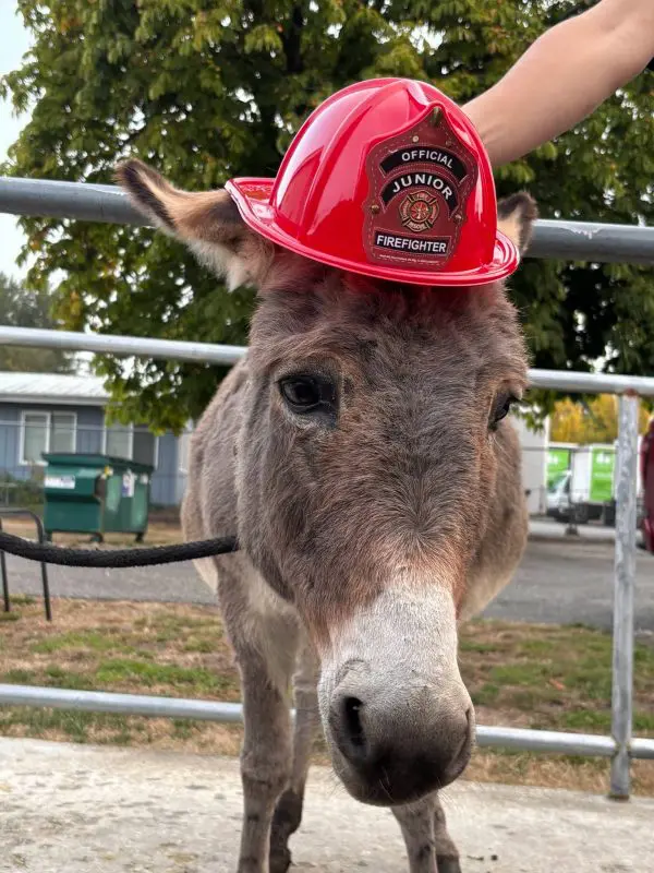 Donkey in a junior firefighter hat