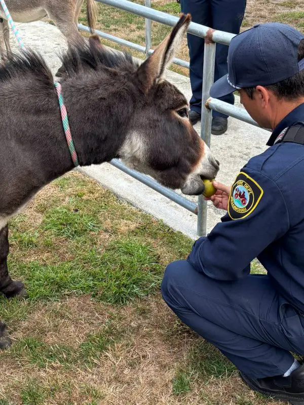 Fire fighter feeds fruit to a donkey