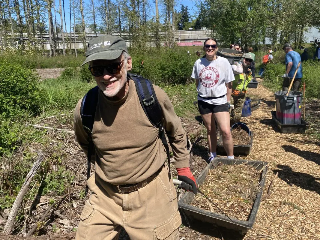 A group of people haul mulch in wheelbarrows