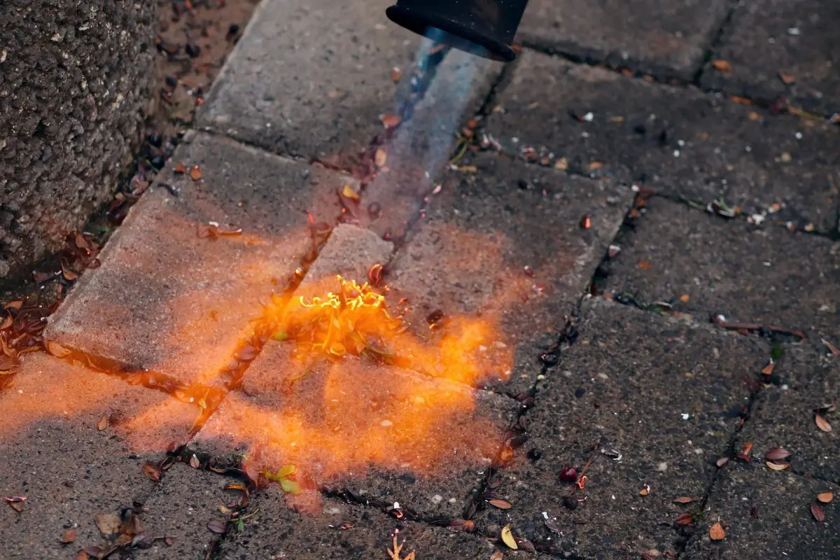 Flame weeder burning weeds between pavers