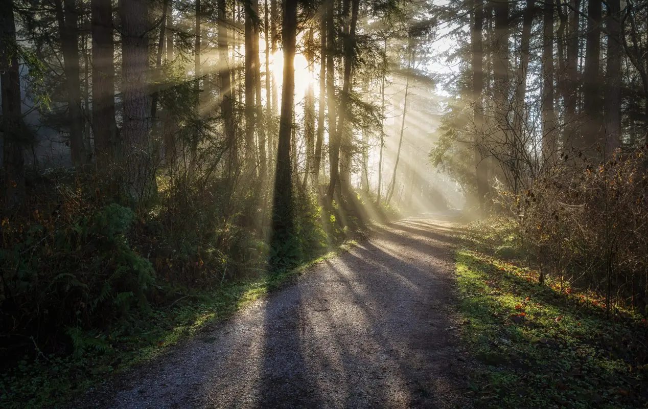 evergreen trees with sunlight filtering