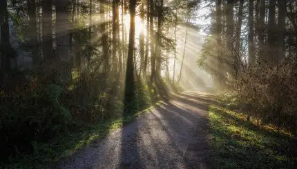 evergreen trees with sunlight filtering