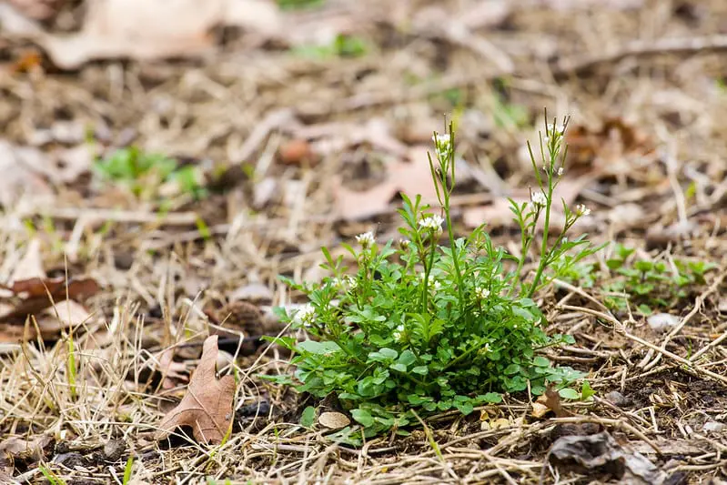 Single weed, a hairy bittercress with tiny white flowers