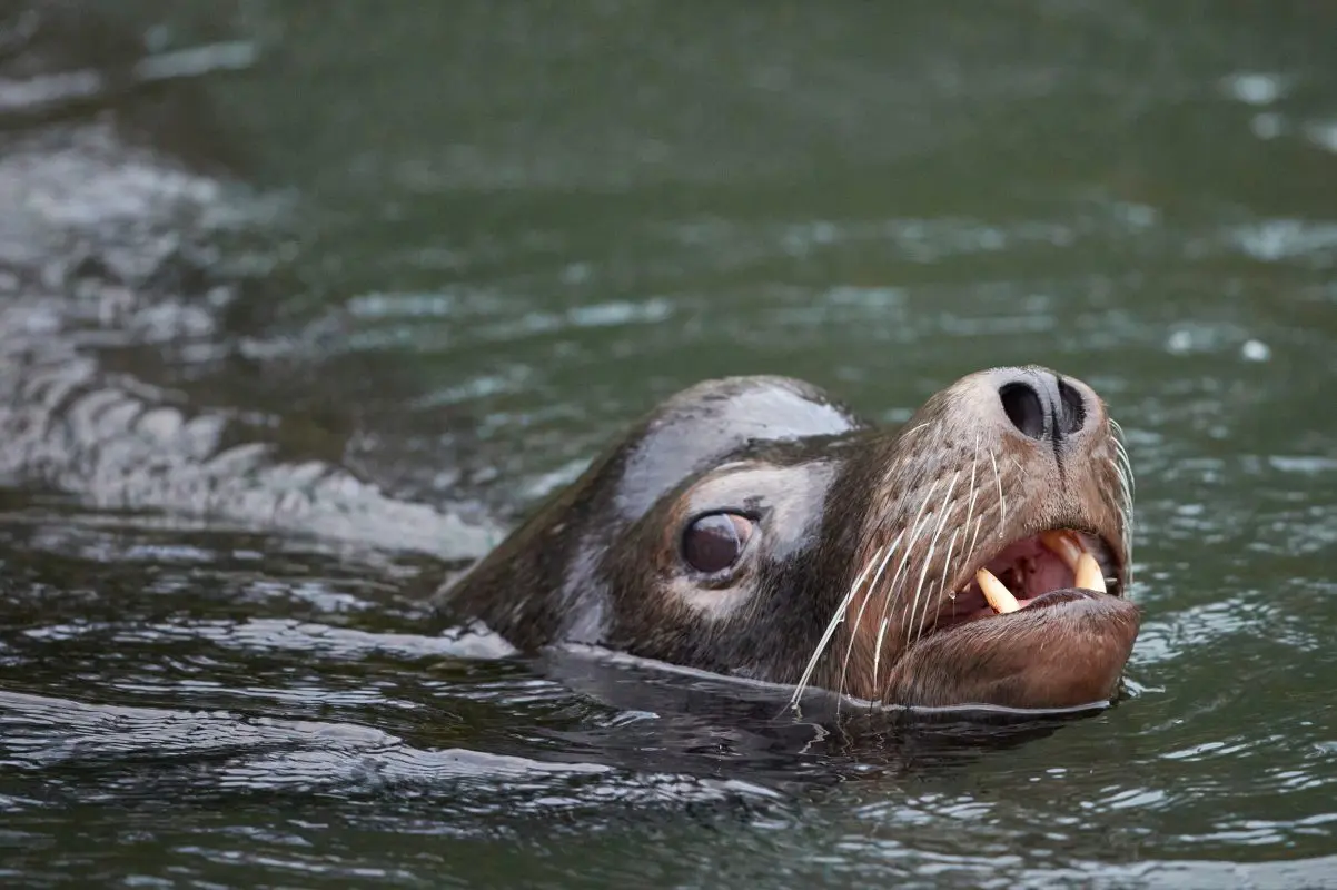 Harbor seal