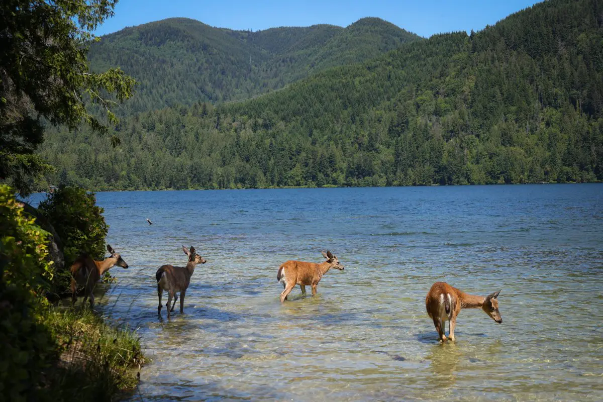 Deer drinking from a lake