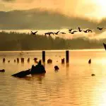 Birds over a lake at sunrise