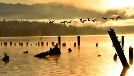 Birds over a lake at sunrise