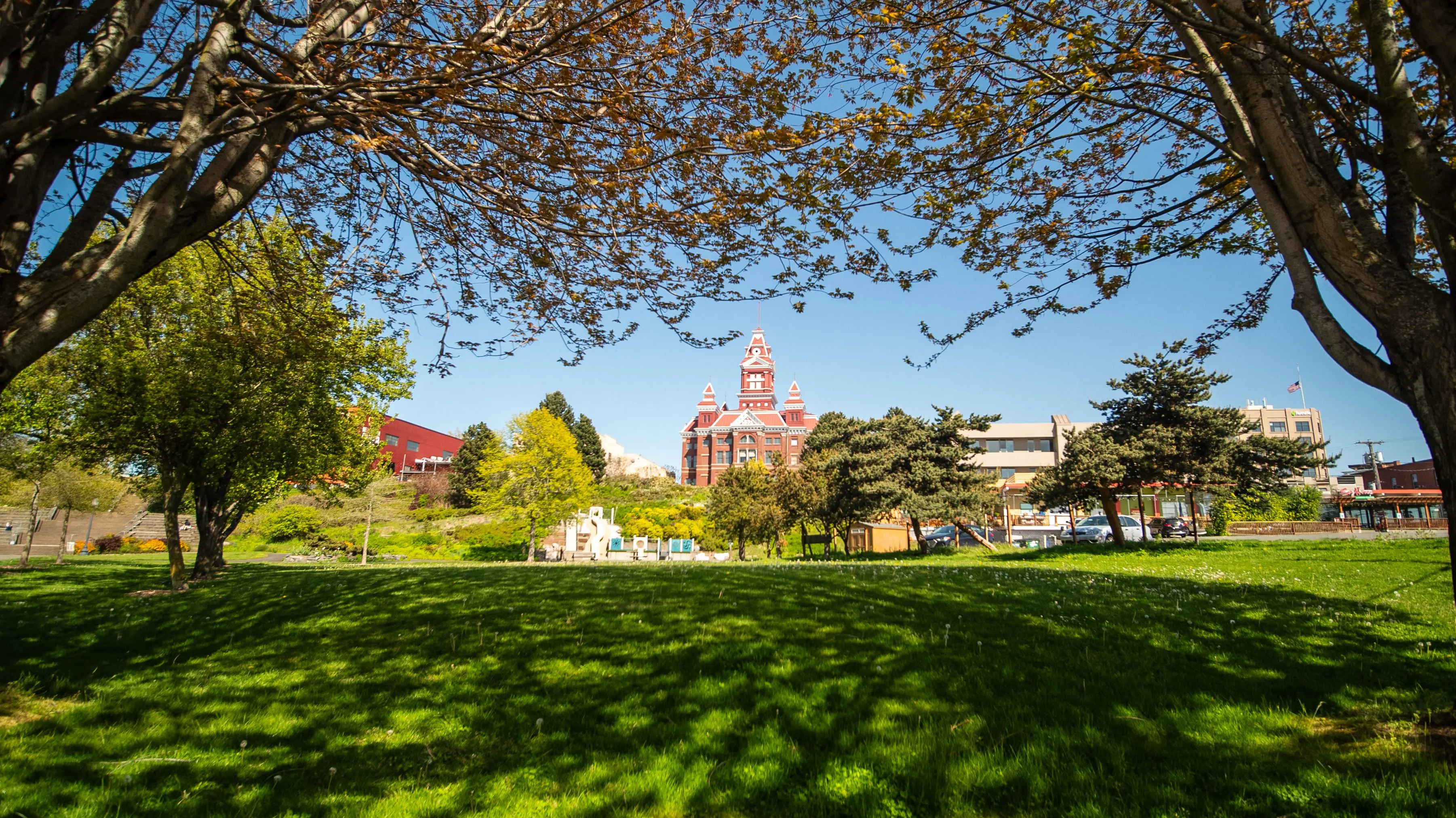 Green grass in a park