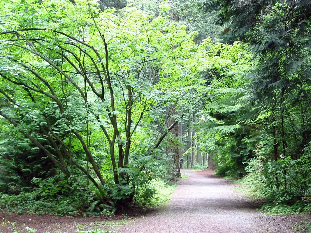 A trail through the woods