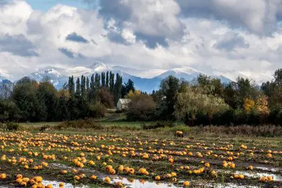 Bellewood Acres Pumpkin Patch