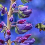 Bee hovering next to a flower