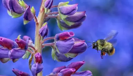 Bee hovering next to a flower