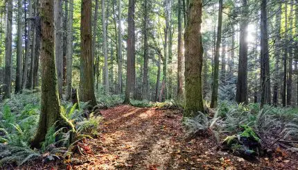 Sun through the trees in the forest.