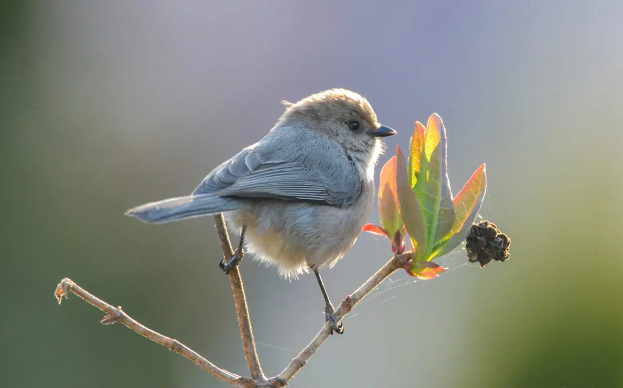 American bushtit bird on a branch