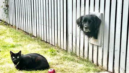 A dog pokes it head through a hole in the fence at a cat.