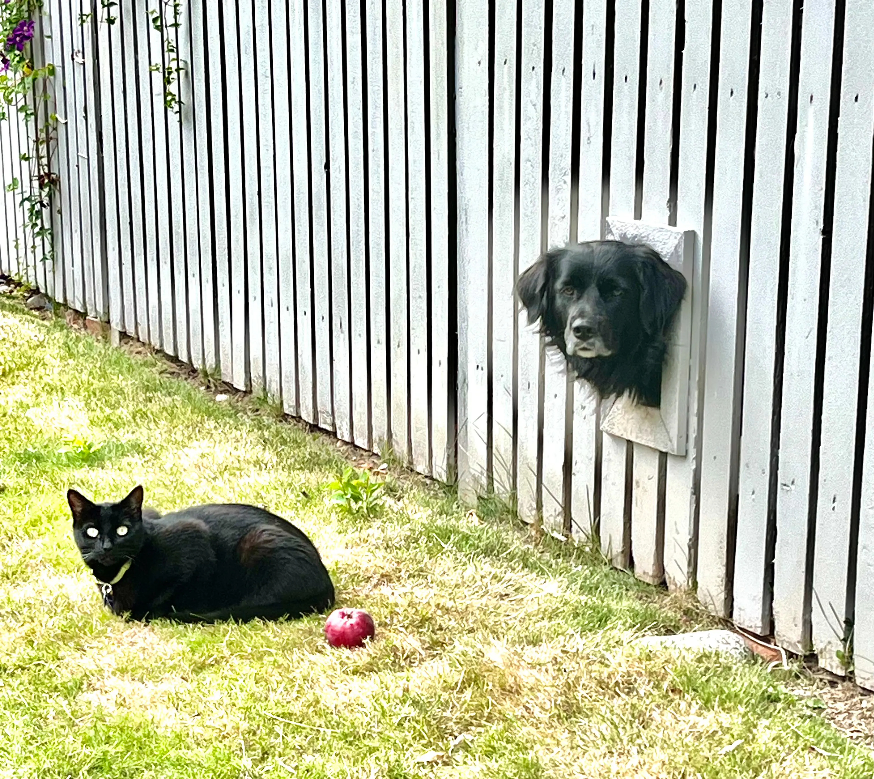 A dog pokes it head through a hole in the fence at a cat.