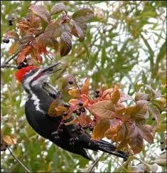 Pileated Woodpecker