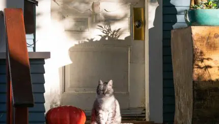 Grey cat on a porch next to a pumpkin