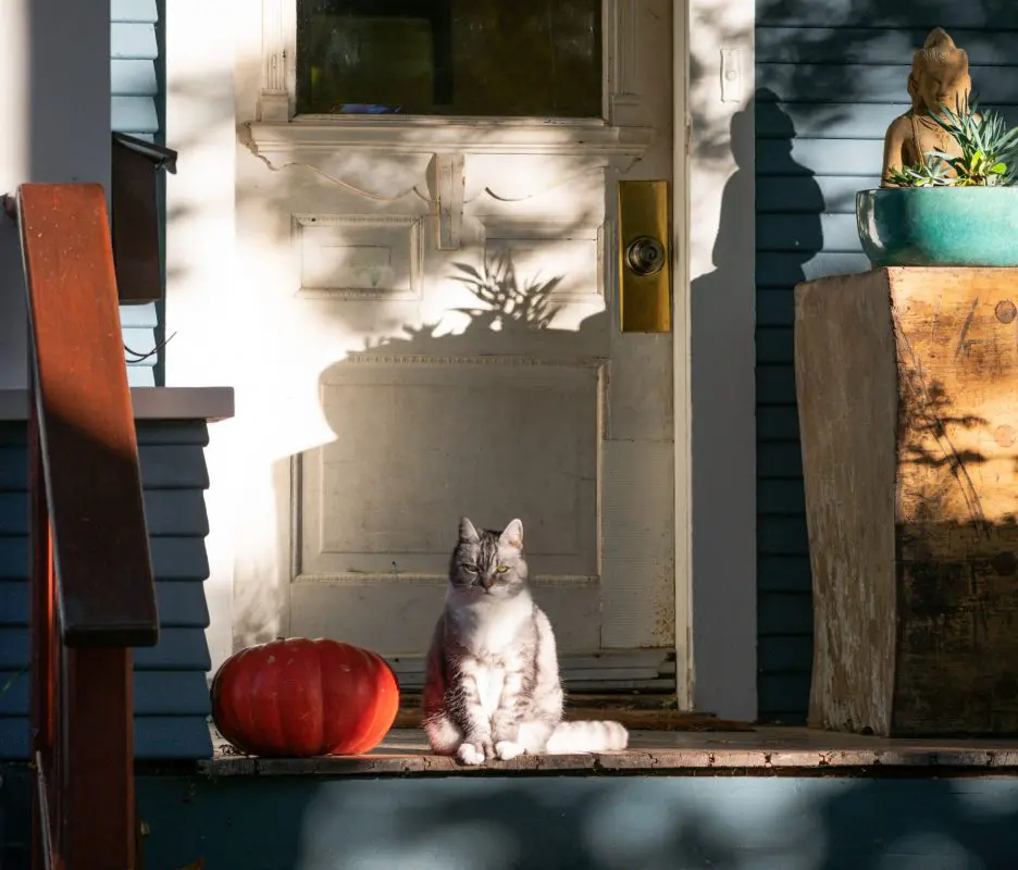Grey cat on a porch next to a pumpkin