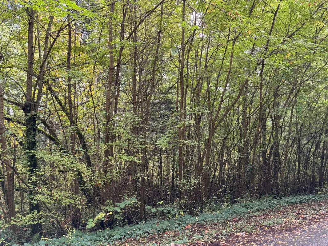 Trees