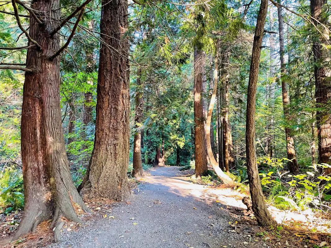 A trail through the woods