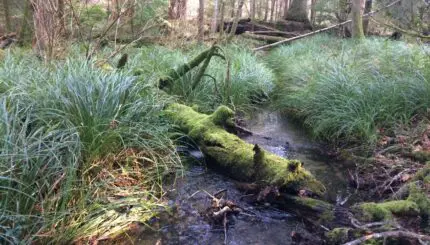 A stream through a forest