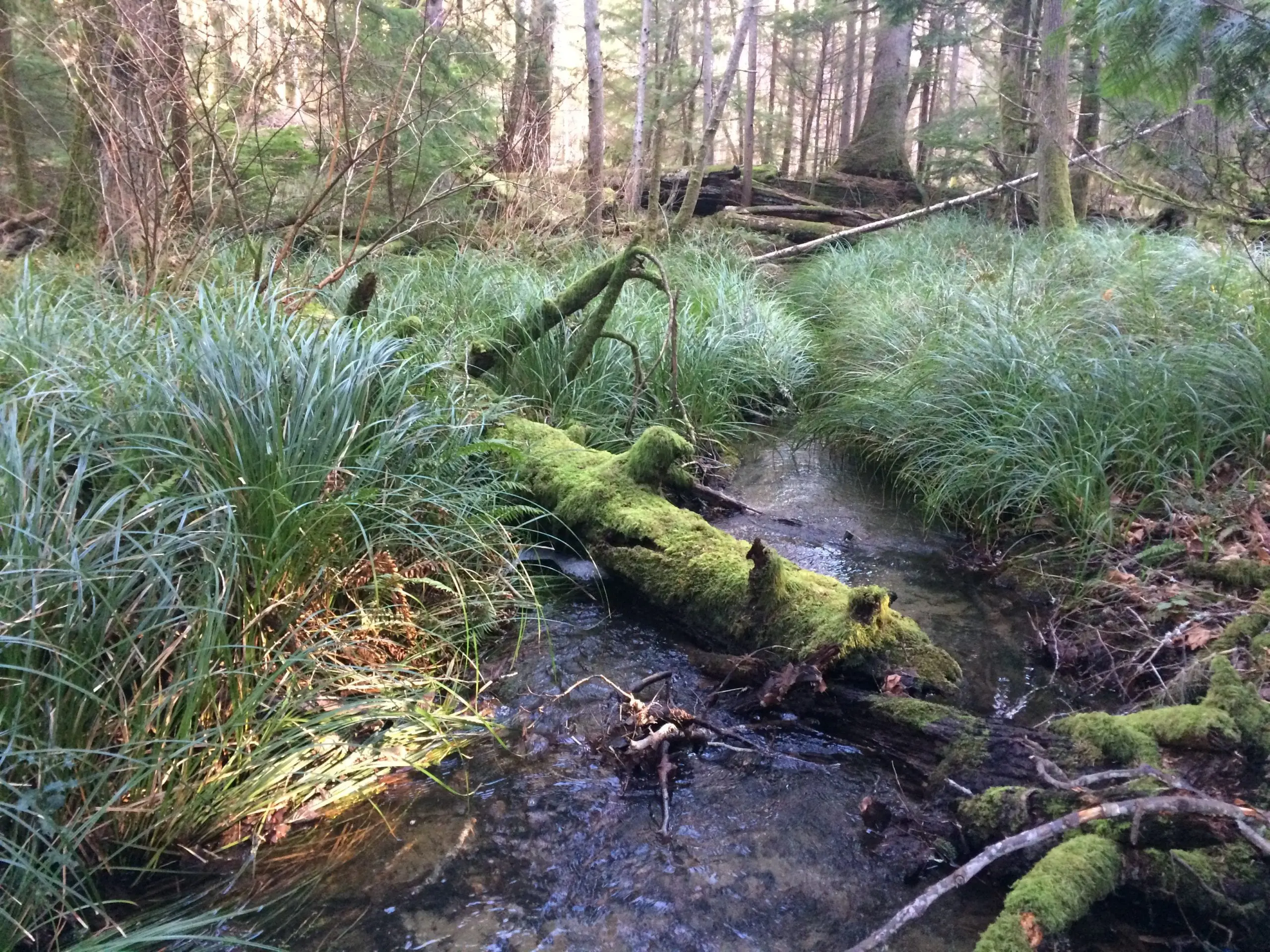 A stream through a forest