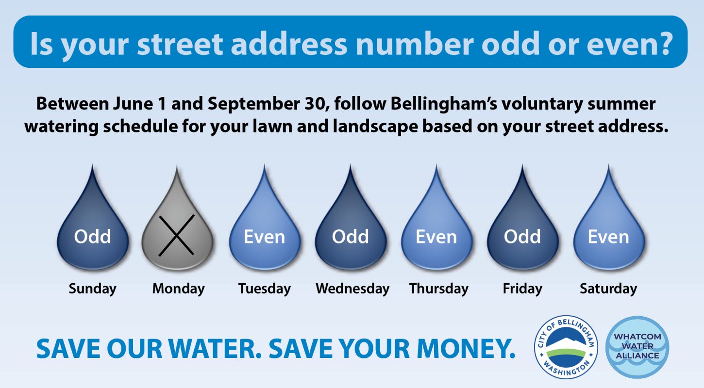 Between June 1 and September 30, Bellingham's voluntary summer watering schedule encourages odd-numbered street addresses to only water Sunday, Wednesday, and Friday and even-numbered street addresses to only water Tuesday, Thursday, and Saturday. Save our water. Save your money.