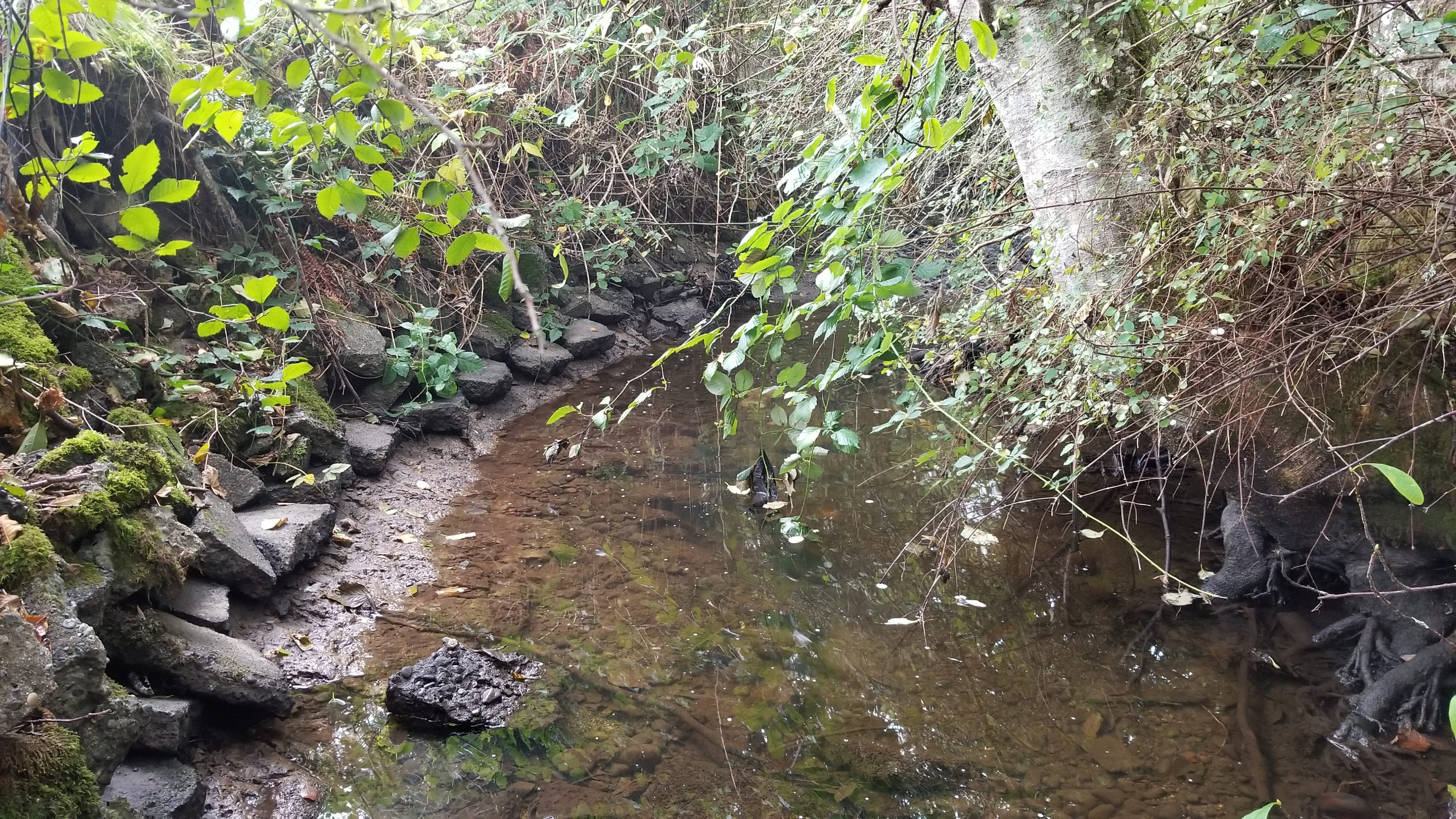 Creek with trees and rocks alongside it