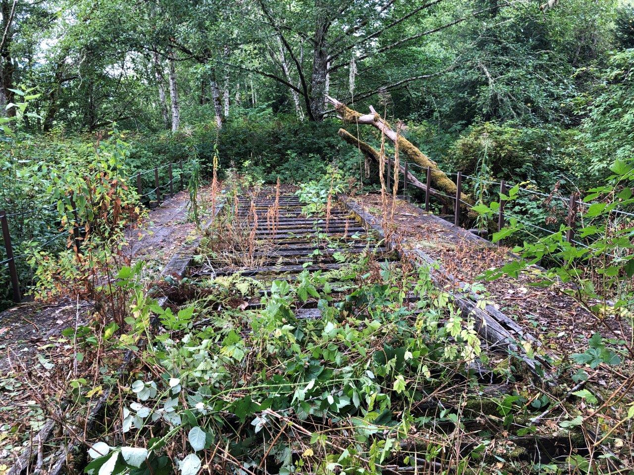 Old railroad bridge with plants growing through it.