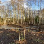 Newly planted trees in foreground next to a creek with trees in background