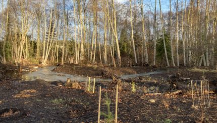 Newly planted trees in foreground next to a creek with trees in background