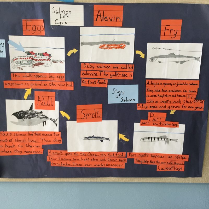 Childrens' drawings of the salmon lifecycle