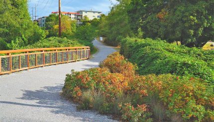 Gravel trail on a sunny day with plants on either side.