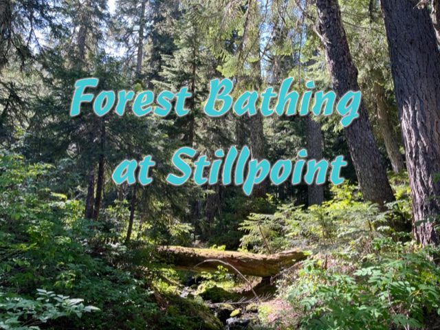 A sunny forest with an overlay of the words "Forest Bathing at Stillpoint".