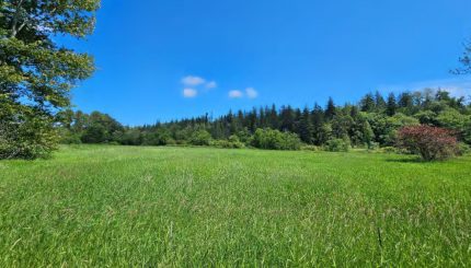 Open grass field with trees in background