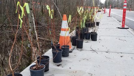 Potted sampling along the edge of the sidewalk