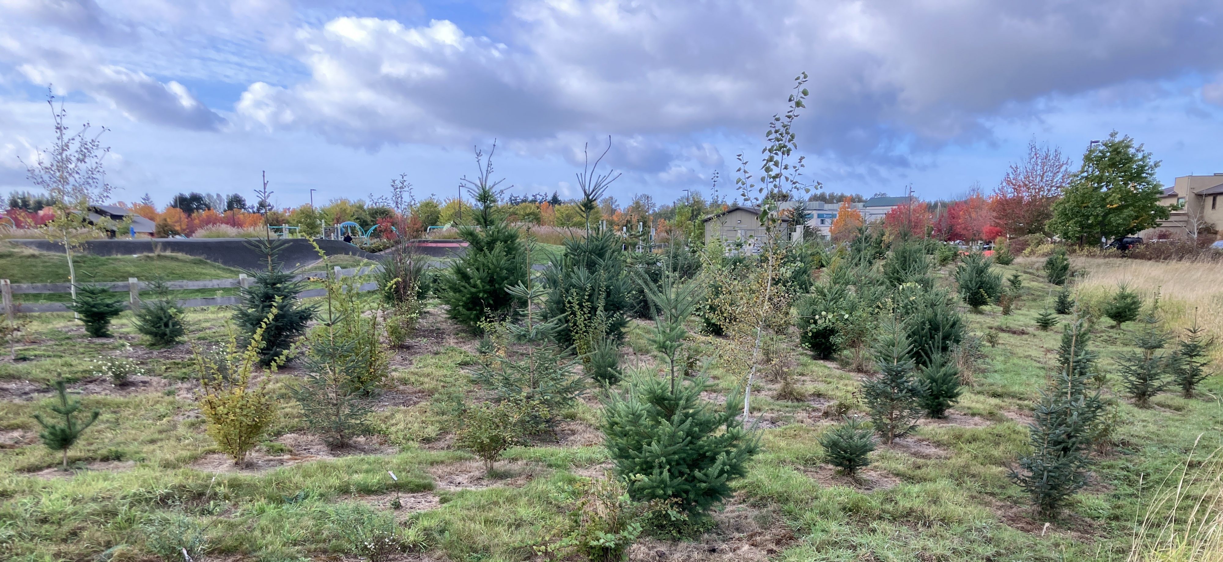 Young trees with a small pump track in the background