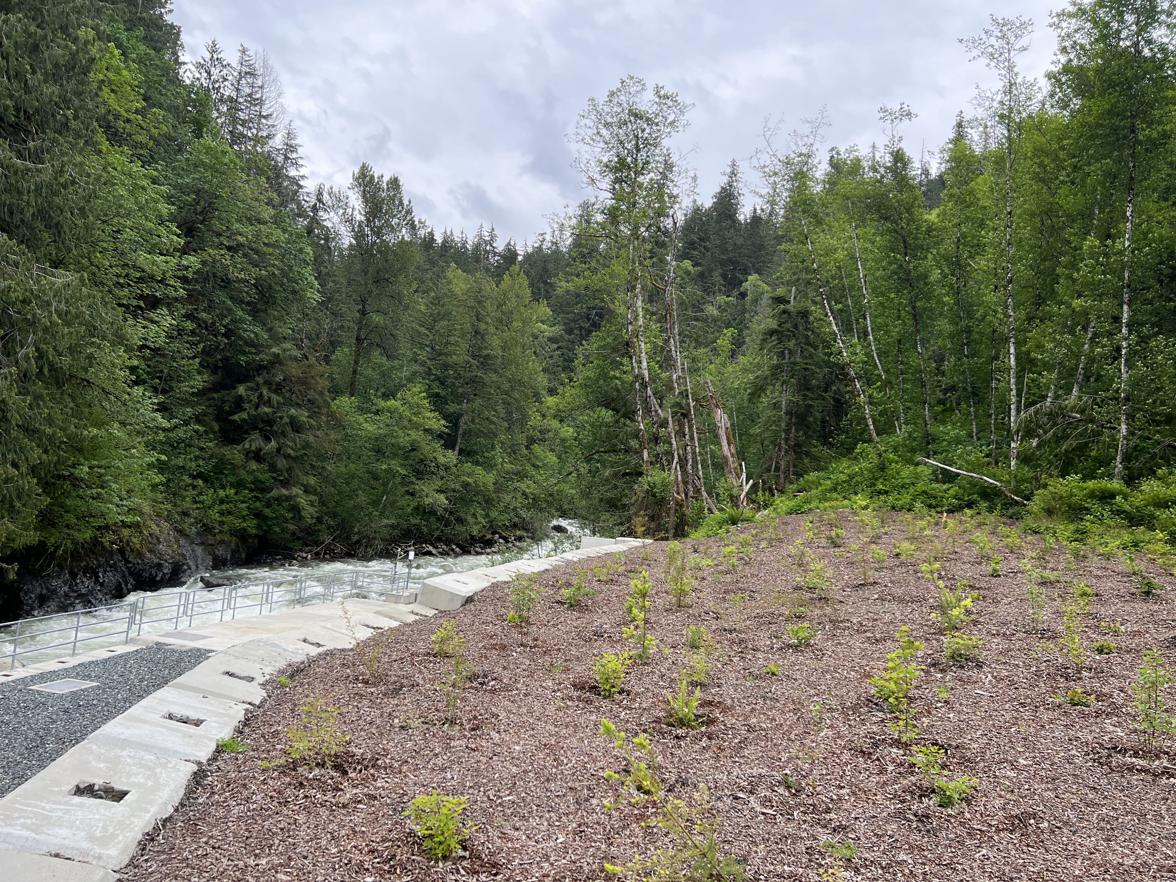 Newly planted plants cover ground in foreground. River and forest in background.